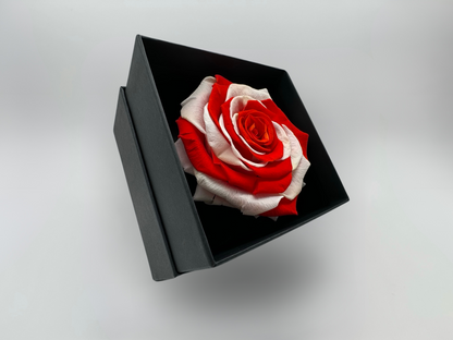 Colección Rosa Eterna Inglaterra Bandera 10cm-Redonda