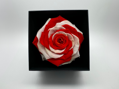 England Flag 10cm Infinity Rose-Round Collection